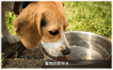 复合生物酶在宠物除臭领域有哪些应用?不止是除臭液这么简单